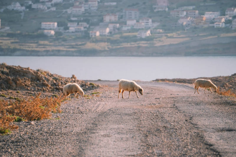 Discover Pag – the island of diversity and rich nature