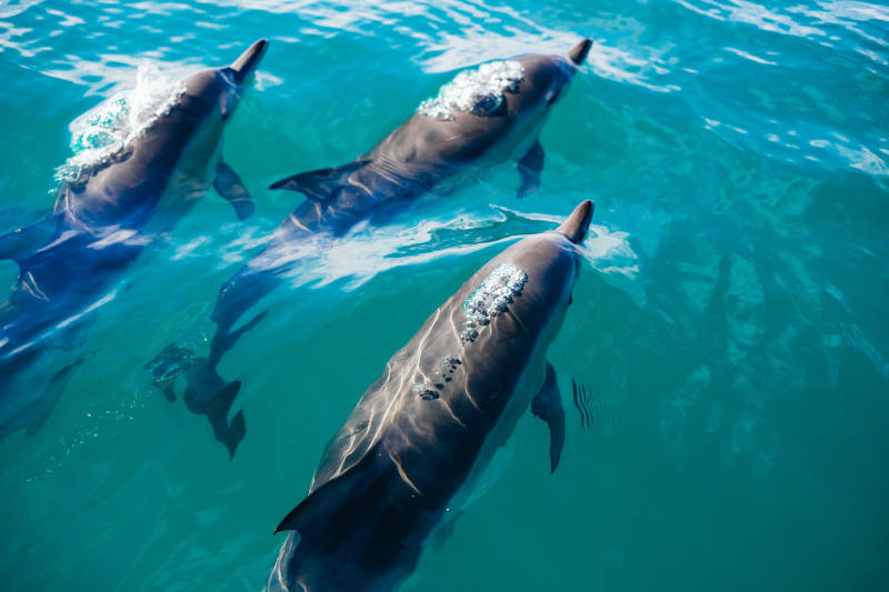 murter-charter-novak-dolphins.jpg